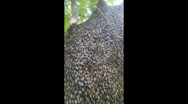 These brave honey hunters venture into the hornet's nest - literally