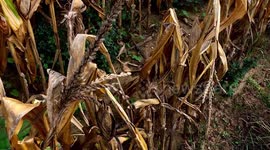Farmers are devastated sweetcorn crop has been ruined by the drought
