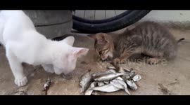 Cute kittens enjoy fishy snack