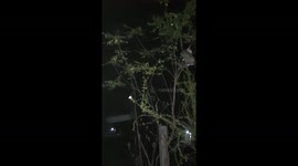 SMALL CAT CLIMBING TREE AT NIGHT IN INDIA , THE KITTEN WENT UP THE TREE ,