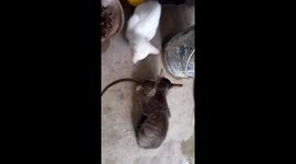 Kitten eating in India , cat eats mouse , Cat Eats a Whole Rabbit