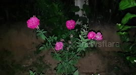 Beautiful neutral rose flowers Beautiful view in the night   in India