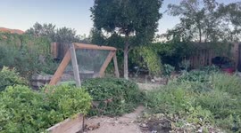 How my husband and I are getting through the cost of living crisis in California by growing and raising our own food