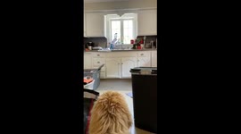 This dog is not a fan of family's Michael Myers Halloween decorations
