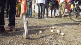 Cobra regurgitates 6 chicken eggs after infiltrating coup in India