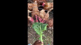 Jurassic Chickens! Have you ever seen a chickens frenzy in slow motions?