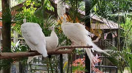 Albino Peacocks