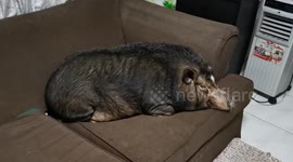 Lazy pet pot-bellied pig sleeps on sofa