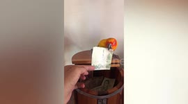 Pet parrot learns how to become a cashier in shop