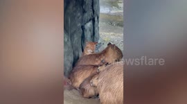'Imposter' cat blends in with capybara family at Zoo Negara in Malaysia