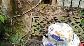 This Butterfly Sanctuary has thousands of FRIENDLY butterflies