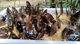 Brighten your day with these beautiful butterflies