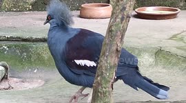 Victoria Crowned Pigeons