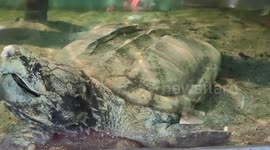 Alligator Snapping Turtle - An Ancient Living Fossil
