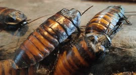 Madagascar Hissing Cockroach