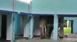 Elephant wreaks havoc, strays inside army school in northeastern India