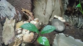Malayan Leaf Frog