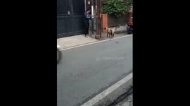 The girl decided to play with the goat around the post before the girl fell!