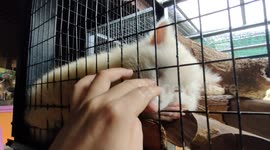 Rare Albino Raccoon Amazes Zoo-Goers in Malaysia