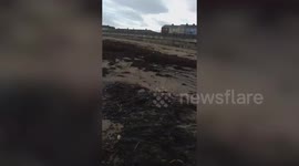 Stunned beachgoers describe their horror after finding “thousands” of dead sea creatures washed up along English coastline
