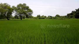 Beautiful Rice Fields of Odisha , Beautiful paddy fields view in the village , Greenery Rice Field