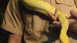 Cafe allows customers to play with exotic pets in Myanmar