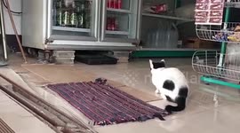 Pet 'warden' cat guards rat snake hiding under refrigerator before rescuers arrive