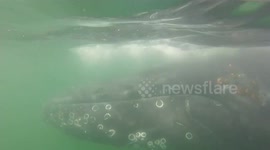 Snorkelers get up close and personal with humpback whale near Costa Rica