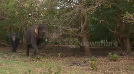 Bold dog tests limits by teasing wild elephants in Sri Lanka
