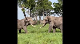 Clash of the titans! Elephant conflict caught on camera by tour guide in Kenya