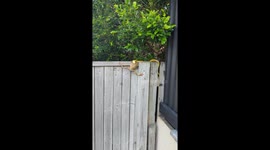 Persistent bullfrog wiggles itself free from jaws of tree snake in Australia