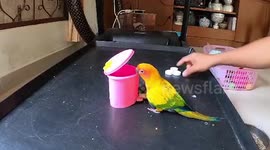 Smart parrot tidies up home by throwing bottle caps into tiny rubbish bin