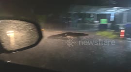 Huge 8ft long crocodile walking on road caught during storm in Thailand
