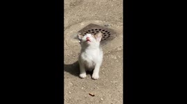 Cute kitten chills under the sun to beat the cold