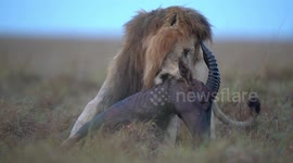 The lion who got injured whilst making a kill of a Topi antelope