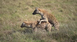 Very rare footage of hyenas mating in the Maasai Mara, Kenya.