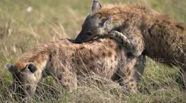 Very rare footage of hyenas mating in the Maasai Mara, Kenya.