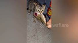 Determined cat will not let go of fisherman's catch