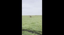 A rare 'double-roaring' lion from Maasai Mara. This video shows a male lion roaring but with some reverb in the roar - maybe something stuck in his throat?
