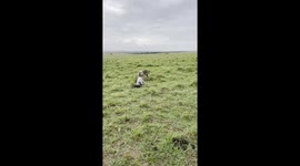 super rare footage of a hyena dragging the rotten carcass of another dead hyena probably to cannibalise it.