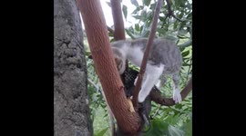 Pet cute Cat climbing tree , The kitten went up the tree videos