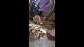 PET CUTE KITTEN EATING RAW FISH IN INDIA , LOVELY PET ANIMAL ,