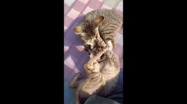 Two cute kitten playing  on bed in India , Cute Kittens play fighting & playing