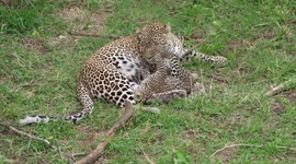 Locals concerned after 'popular' leopard goes missing for over 5 months in Kenya