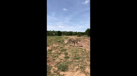 A very rare video of Siligi, a cheetah from the Maasai Mara, Kenya who had 7 cubs in one litter. It's almost certainly never captured before in the wild for a cheetah to have 7 cubs!