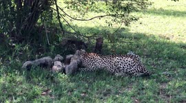 A very rare video of Siligi, a cheetah from the Maasai Mara, Kenya who had 7 cubs in one litter. It's almost certainly never captured before in the wild for a cheetah to have 7 cubs!