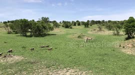 A very rare video of Siligi, a cheetah from the Maasai Mara, Kenya who had 7 cubs in one litter. It's almost certainly never captured before in the wild for a cheetah to have 7 cubs!