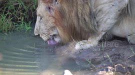 Close up video of a lion drinking water to clearly show that they lap up the water from the back of their tongues rather than what most people think!