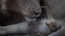 Funny close up video of a lion getting very close to it's genitalia whilst it's licking itself