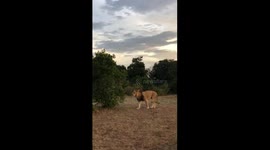 A male lion in Kenya roaring very loudly and communicating with another lion in the distance